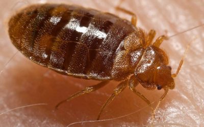 Bed Bug Trauma – The Hidden Impact of Infestations