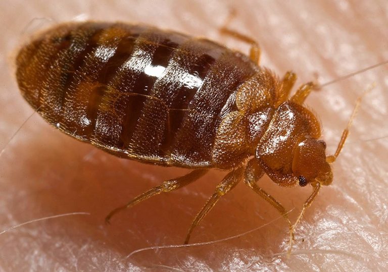 Do Bed Bugs Jump or Fly? NY Bed Bug Inspectors
