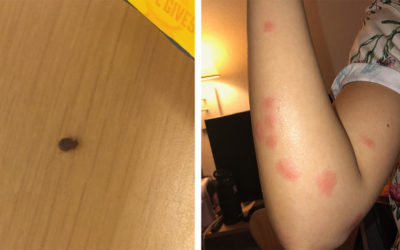 Are Bed Bug Bites an Effective Early Warning Sign?