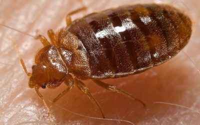 4 Simple Tips to Help Prevent a Bed Bug Infestation