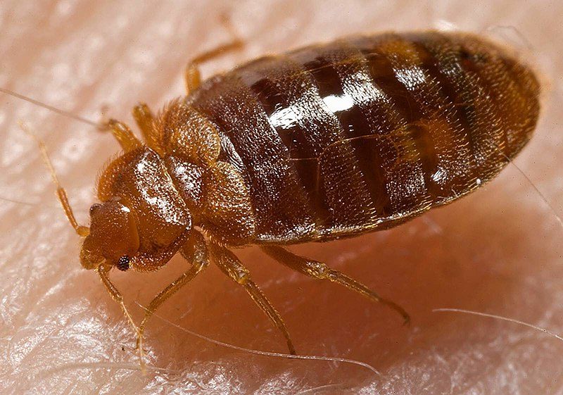 4 Simple Tips to Help Prevent a Bed Bug Infestation