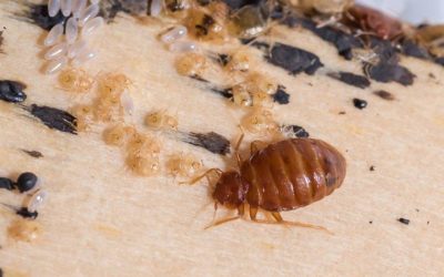 4 Tips to Avoid Bed Bugs During Holidays