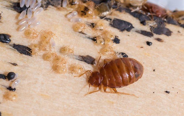 4 Tips to Help You Avoid Bed Bugs During the Holidays