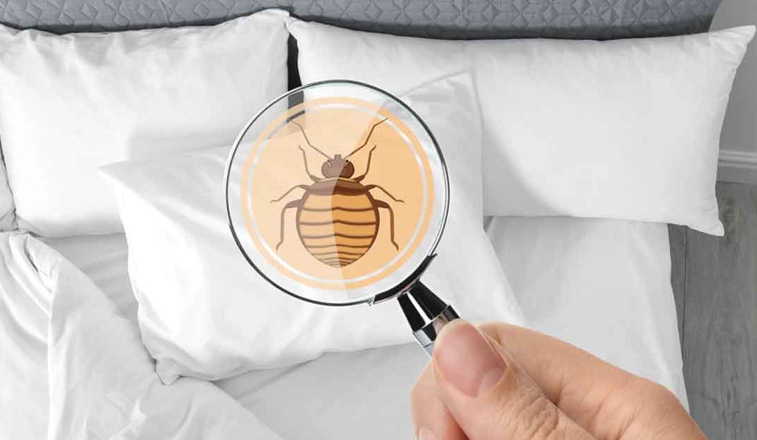 The Benefits of Hiring a Professional Bed Bug Removal Specialist