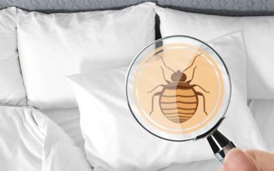 Benefits of Hiring a Bed Bug Specialist