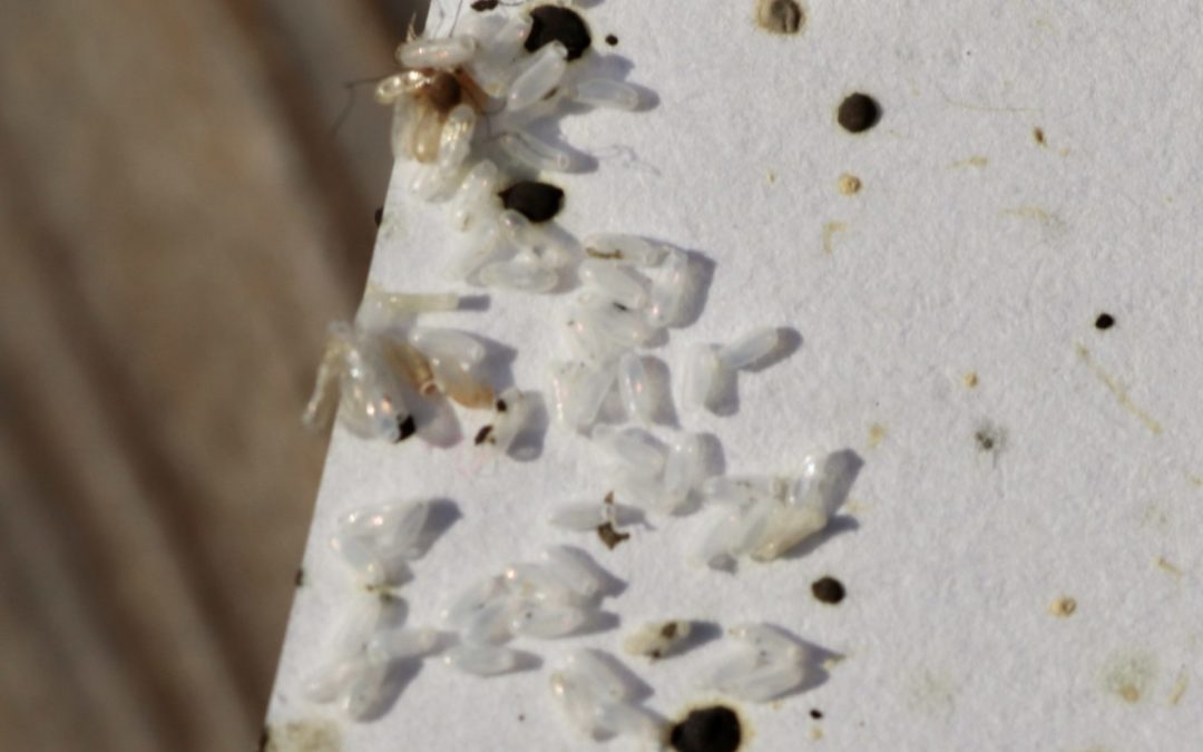 bed bug eggs in infested home