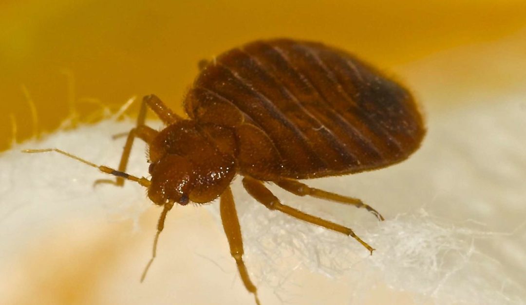 What Will Keep Bed Bugs Off Your Body?