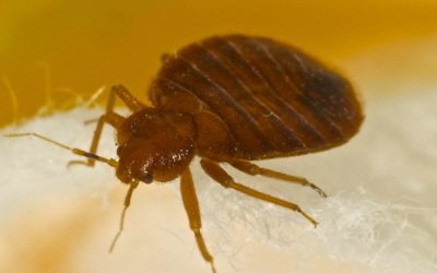 What Will Keep Bed Bugs Off Your Body?