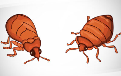 Bed Bug Prep: Getting Ready for the Exterminator