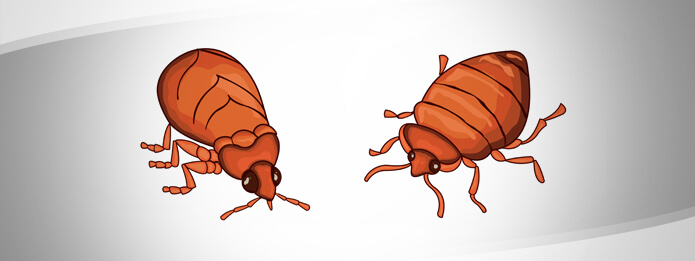 Bed Bug Prep: Getting Ready for the Exterminator