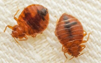 What Should Be In Your Business’ Bed Bug Plan