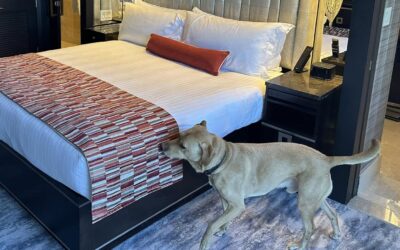 What to Expect from a Canine Bed Bug Inspection