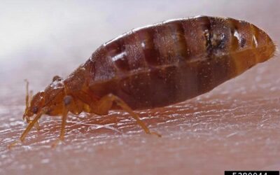 A Guide to Disposing of Bed bug Infested Belongings