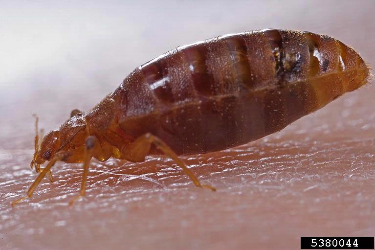 A Guide to Disposing of Bed bug Infested Belongings