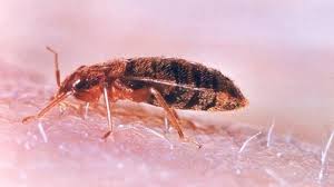 Frequently Asked Bed Bug Questions