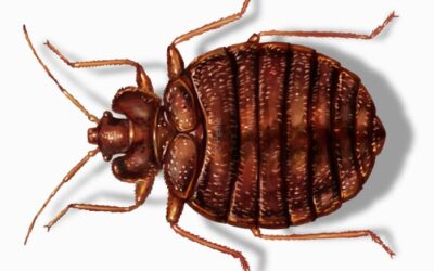7 Most Frequently Asked Questions about Bed Bug Treatments