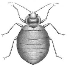 Top 5 Reasons to Schedule a Bed Bug Inspection