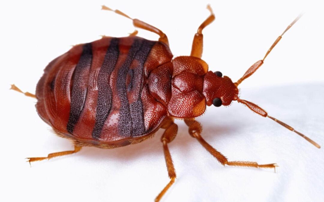 7 Advantages of Heat Treatment for Bed Bugs