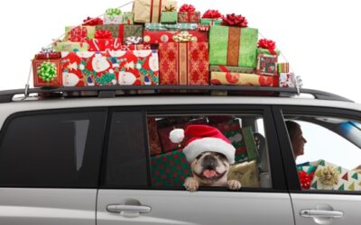 Bed Bug Free Holiday Travel