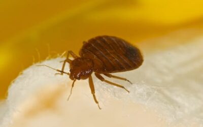 5 Reasons to Avoid DIY Bed Bug Treatments