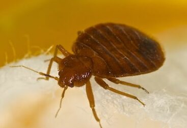 5 Reasons to Avoid DIY Bed Bug Treatments