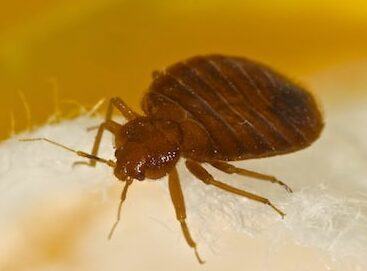 5 Reasons to Avoid DIY Bed Bug Treatments