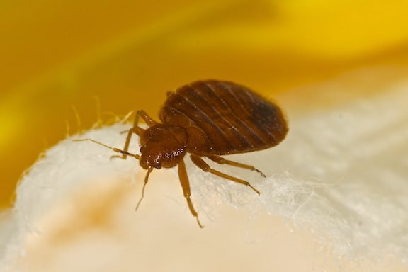 5 Reasons to Avoid DIY Bed Bug Treatments