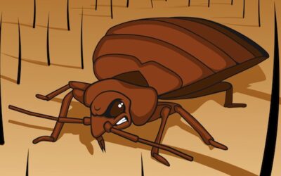 How to Treat Bed Bug Bites