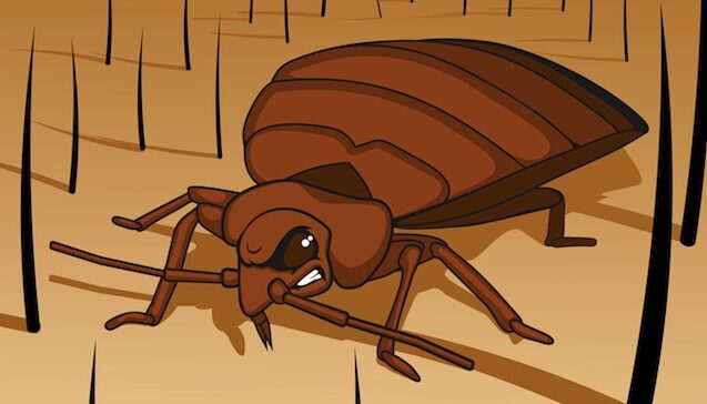How to Treat Bed Bug Bites