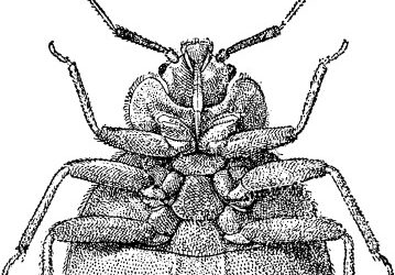 Why Do Bed Bugs Keep Coming Back?