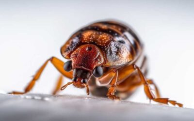 5 Bed Bug Hot Spots for Businesses
